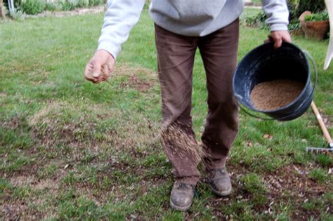 Quand Planter Gazon