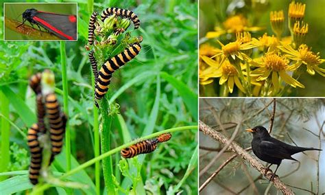 Birds learn to avoid plants that host toxic insects, study finds ...