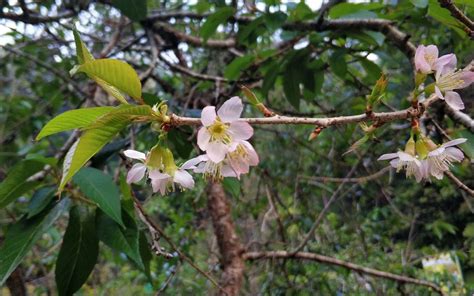 TAMAN SAKURA Wisata Alam Ala Jepang - Januari 2025