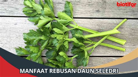 Manfaat Rebusan Daun Seledri Bisa Menurunkan Tekanan Darah Biotifor