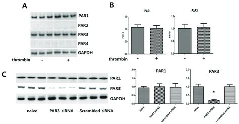 Expression Of Protease Activated Receptors After Thrombin