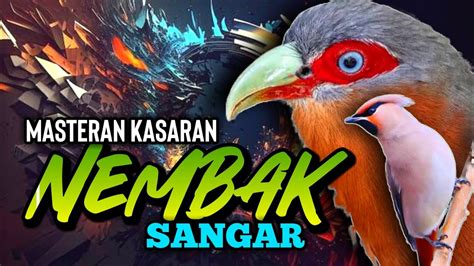 Masteran Kasaran Nembak Tajam Untuk Murai Batu Full Isian Kenari Vs