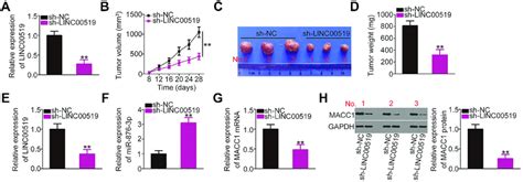 Loss Of Long Intergenic Non Coding Rna Linc Hinders The