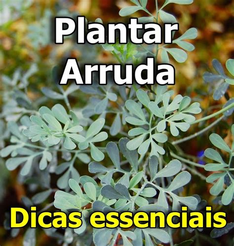 Como Plantar Arruda Guia Completo E Dicas Essenciais