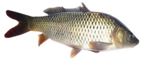 Common carp breeding – @zoology-library1 on Tumblr