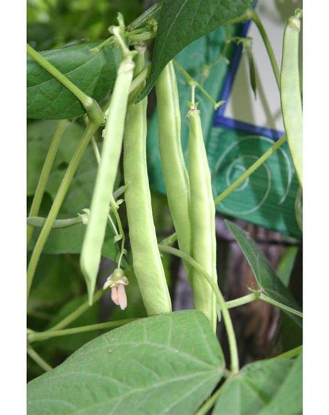 Mccaslan Bean Seeds Heirloom Pole Beanorganicstringless — Caribbean