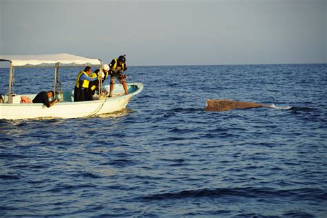 Equipos RABEN rescatan dos ballenas una de ellas en la Bahía de