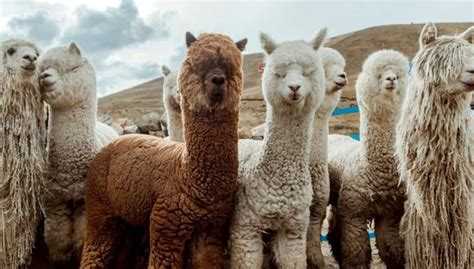 Alpaca Perú Primer Productor De Fibra De Alpaca Corre Un Riesgo Generacional Exportaciones