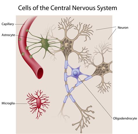 Types of Brain Cells | Medical Science Navigator