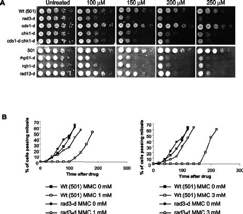 A Serial Dilution Colony Spotting Assay For Sensitivity To MMC In