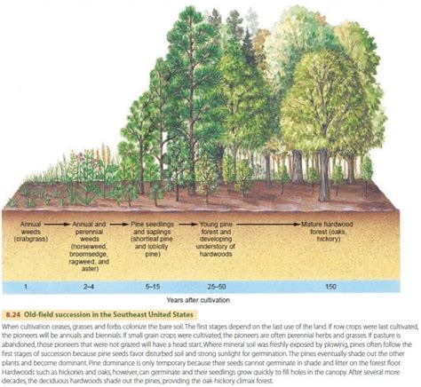 Ecological Succession