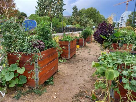 Urban Gardening Dornbusch Erlebnisraum Frankfurt