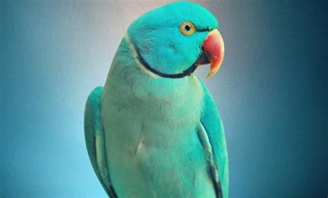 Blue Ringneck Parrot Price Recent Updates Parrots For Sale