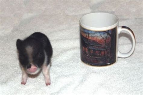 Pictures Of Teacup Pigs With Actual Teacups - Barnorama