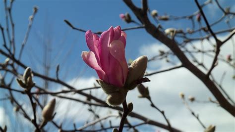 Magnolia Merah Jambu Bunga Foto Gratis Di Pixabay Pixabay