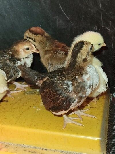 Welbar Chick Feathering Out Differently | Page 2 | BackYard Chickens ...