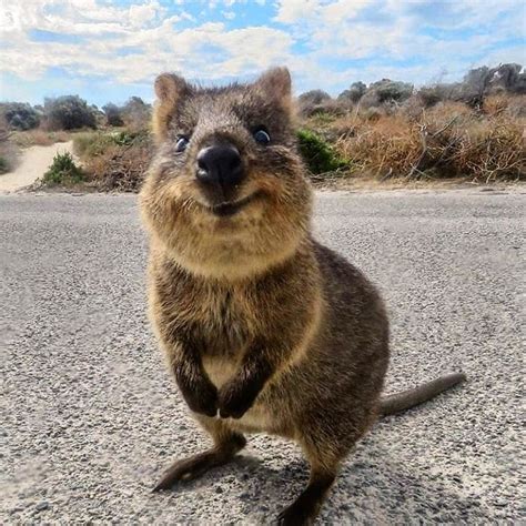 The Quokka Is Called the “World’s Happiest Animal,” and Here Are 22 Photos to Prove It / Bright Side