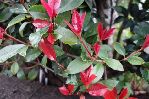 How To Grow Photinias In Pots And Containers