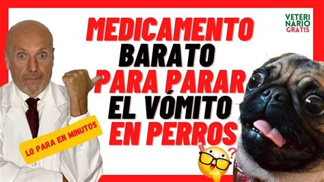 Medicamento Para Vomito En Perros Printable Templates Free