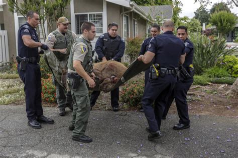 250-pound bear captured in La Verne - Los Angeles Times