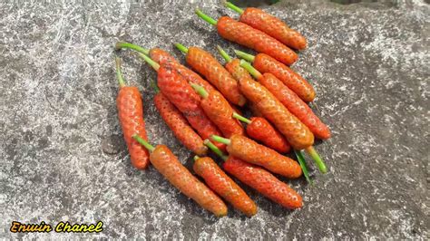 Budidaya dan cara mudah menanam cabe jawa (rempah) - YouTube