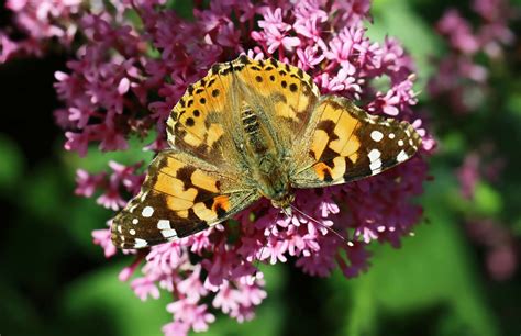 Vanessa Cardui 8124