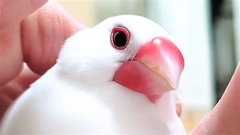 文鳥ってどんな魅力や特徴がある鳥なの？ うちの白文鳥