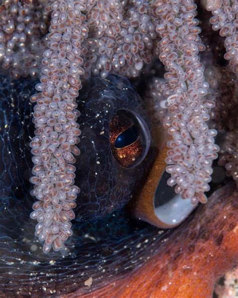 Dumbo Octopus Eggs