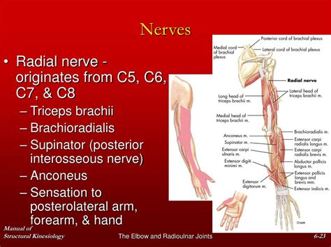 Ppt Chapter The Elbow And Radioulnar Joints Powerpoint Presentation