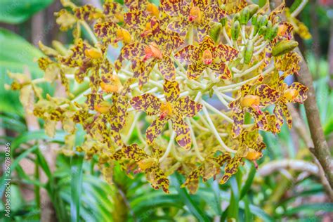 Beautiful tiger orchid flower (Grammatophyllum speciosum) in the public ...