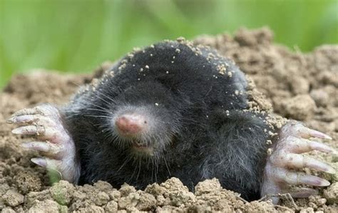 Voles Vs Moles What Are The Differences Smiths Pest Management