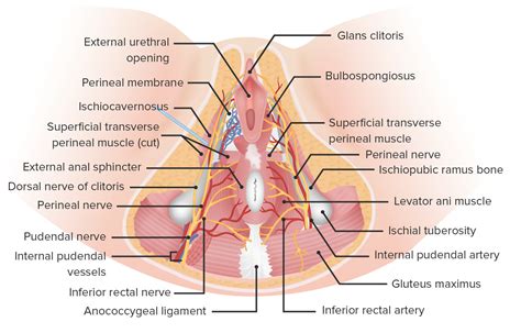 Vagina Vulva E Pavimento P Lvico Anatomia Concise Medical Knowledge