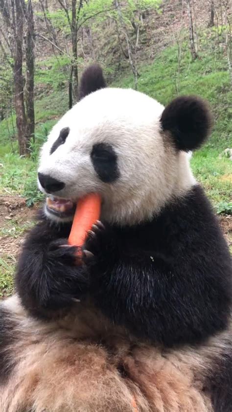 Panda eating carrot [Video] | Cute baby animals, Cute panda baby, Baby ...