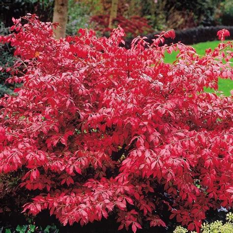 Euonymus Alatus Burning Bush Ornamental Plant Large Spreading Deciduous Shrub Euonymus Alatus