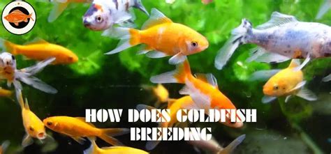 How Does Goldfish Breed A Complete Guide To Goldfish Reproduction