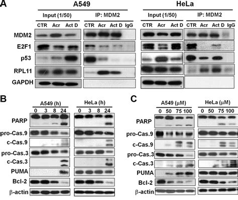 Acrolein Induces Binding Of Rpl To Mdm P Stabilization