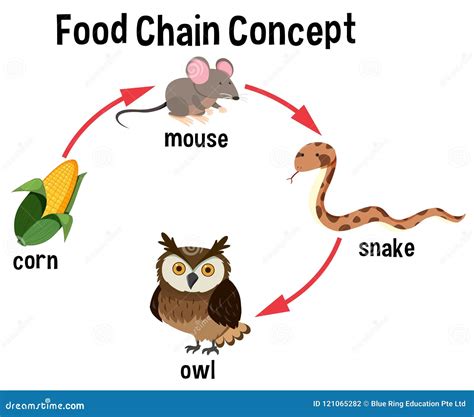 Diagrama Del Concepto De La Cadena Alimentaria Ilustraci N Del Vector