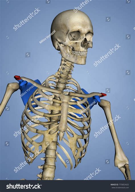 Acromion Scapula Mskelscapulaacromion 16 3d Model Stock Illustration 775853425 Shutterstock