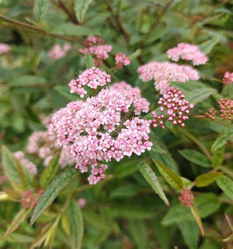 Spiraea japonica - Trees and Shrubs Online