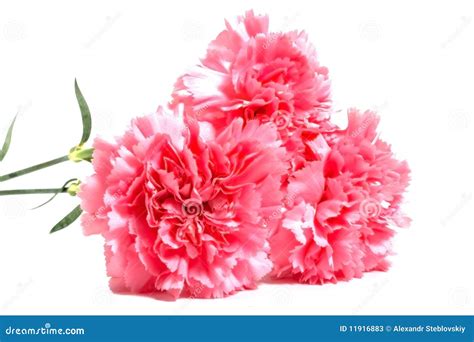 Three Pink Carnations Stock Image Image Of Love T 11916883