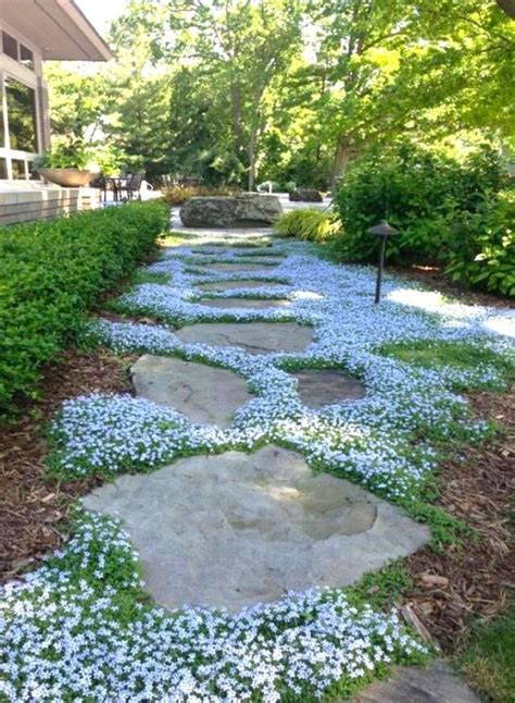 Isotoma Fluviatilis Blue Star Creeper Buy Online The Plant Store