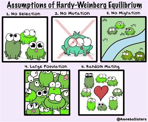 5 Assumptions of Hardy-Weinberg Equilibrium by SarinaSunbeam on DeviantArt