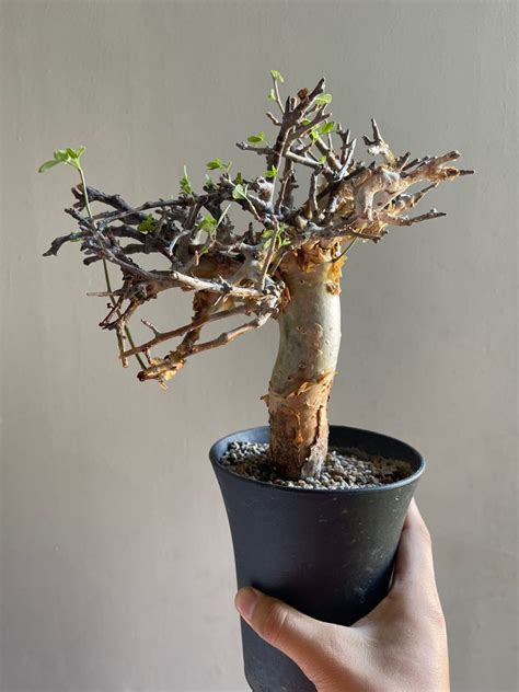 Commiphora Stocksiana Furniture Home Living Gardening Plants