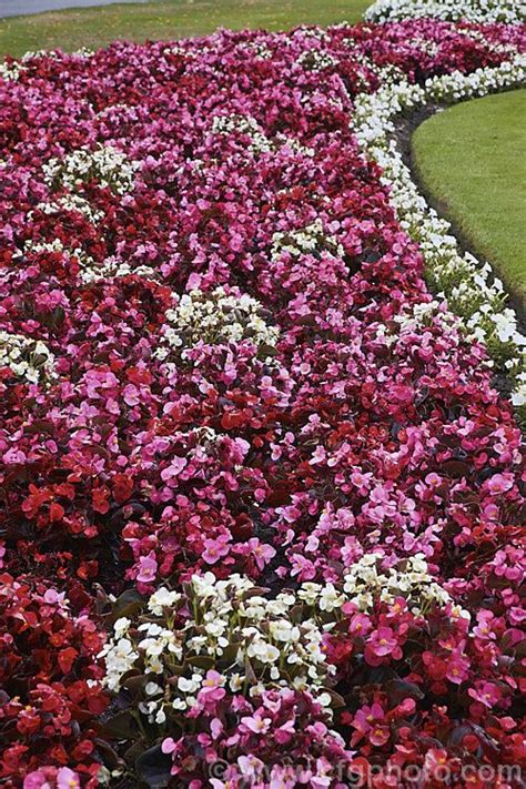 Bedding Begonias Or Wax Begonias Begonia Semperflorens Cultorum