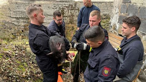 Tierisches Gl Ck Hausschwein Wird Von Feuerwehr Azubis Aus Bach