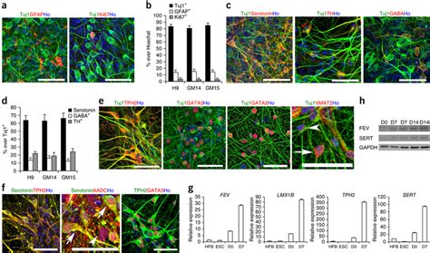 Generation Of Central Serotonin Neurons A Cells Stained For Tuj