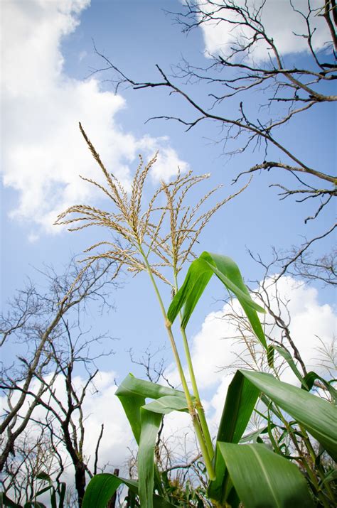 Free Images Tree Nature Branch Blossom Plant Sky Field Meadow