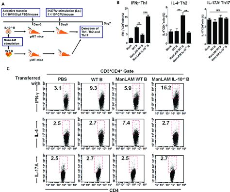 Manlam Induced B10 Cells Inhibit Th1 Polarization Promote Th2