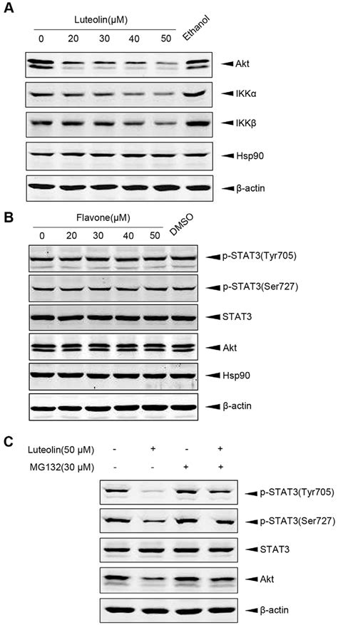 Luteolin Down Regulated Interacting Proteins Of Hsp And Induced