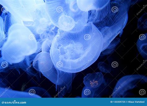 Blue Jelly Fish In Dark Water Stock Image Image Of Transparent Swim